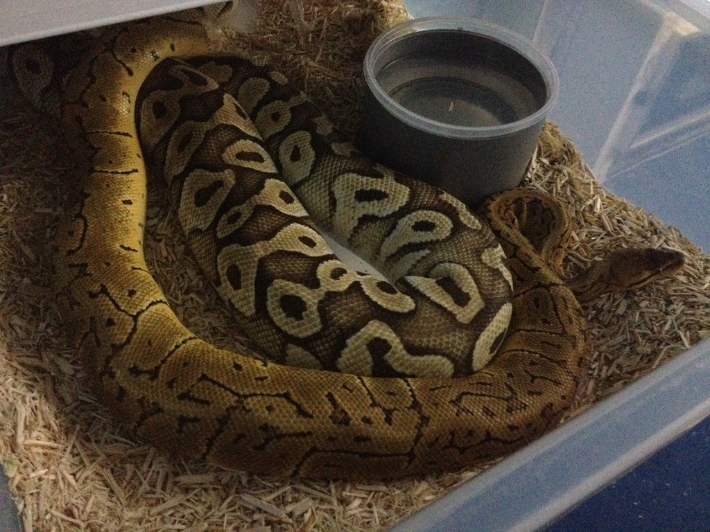 copula Female butter pastel x male lemon blast