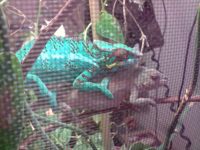 copula gen y angus.jpg