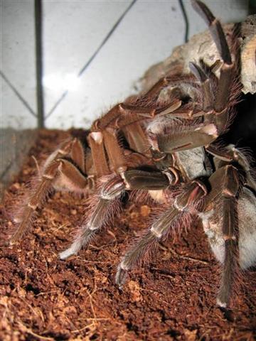 Copula Goliat (Small).JPG