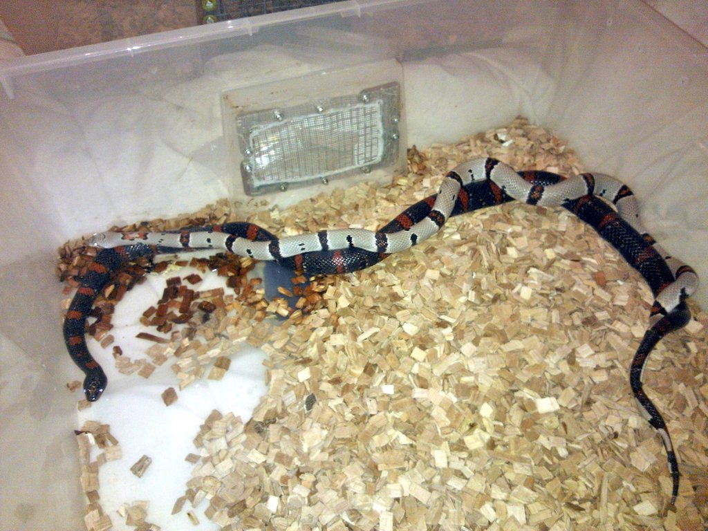 Copula L.alterna x L.m.thayeri