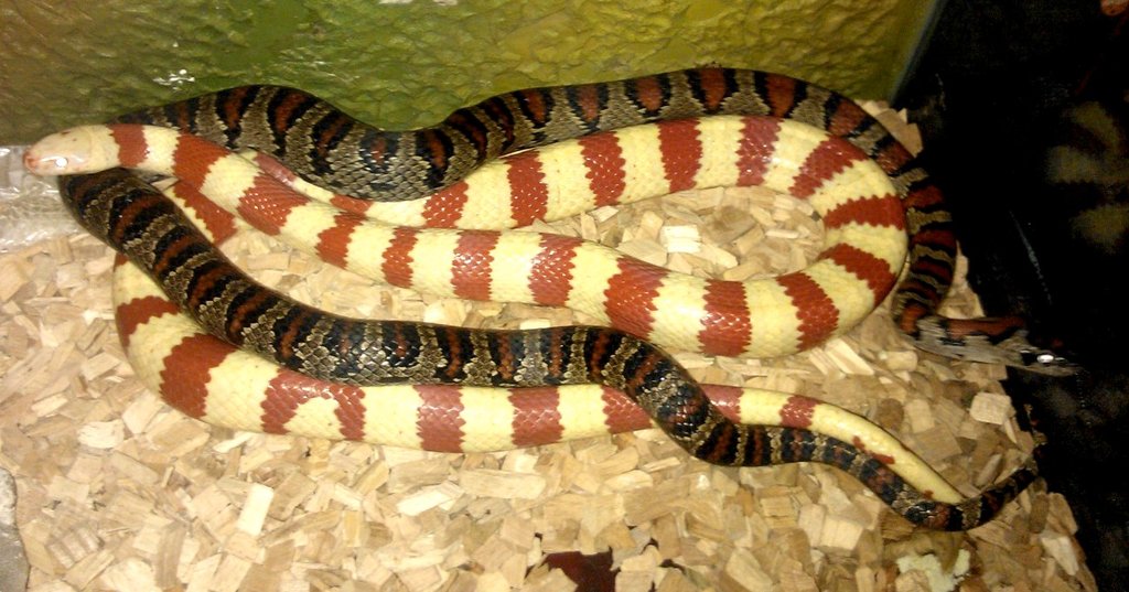 Copula mex mex x ruthveni albina