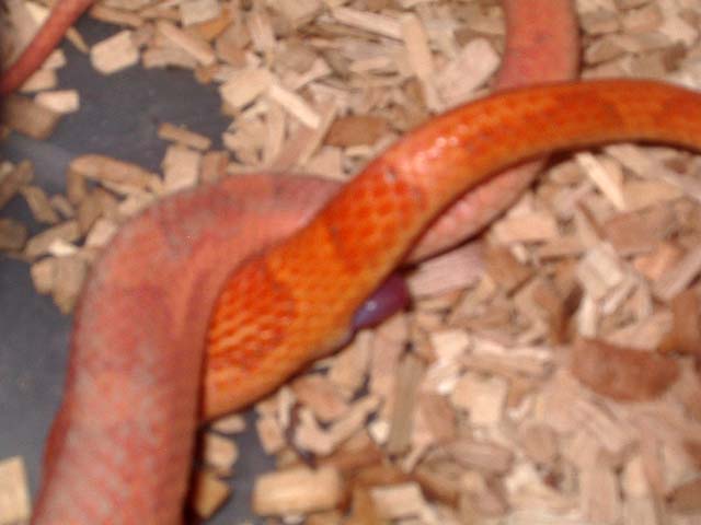 copula motley hypo 1.jpg