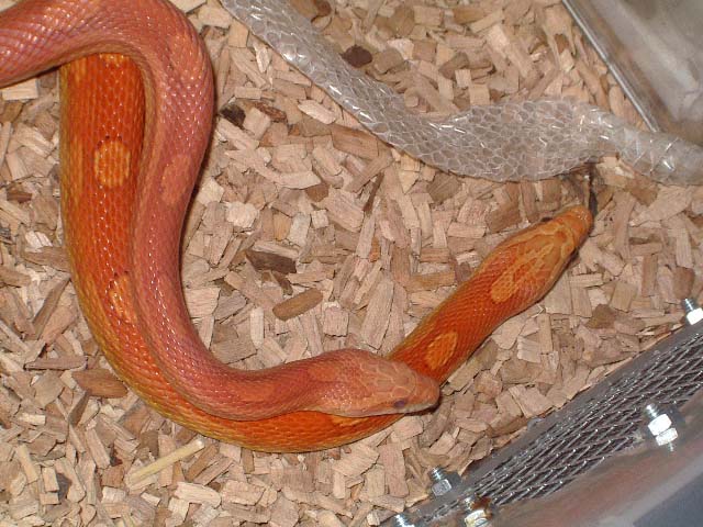 copula motley hypo 2.jpg