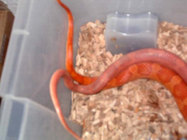 copula motley hypo 3.jpg