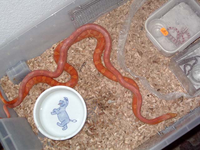 copula motley hypo 4.jpg