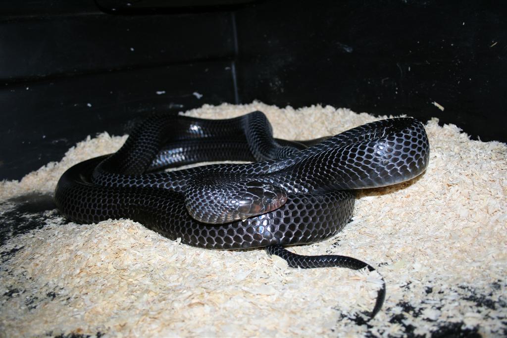 copulas indigo 7 enero 003 (Large).jpg