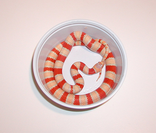 coral albino pastel.jpg