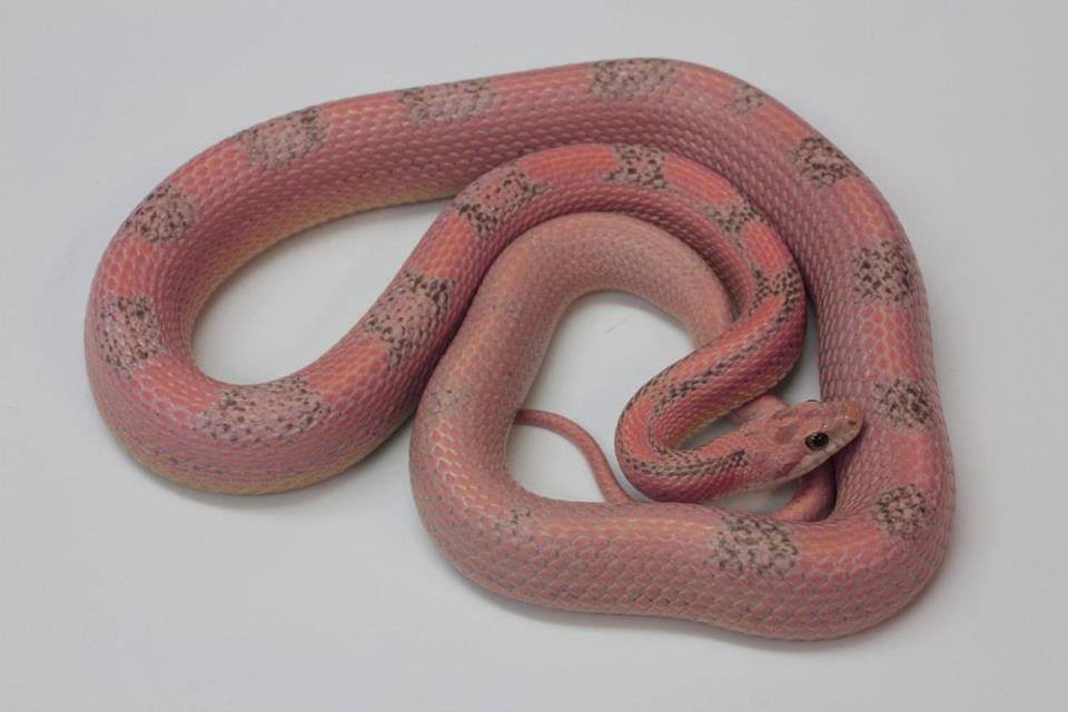 Coral ghost sunspot cornsnake