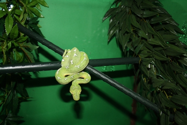 Corallus Amazon Basin