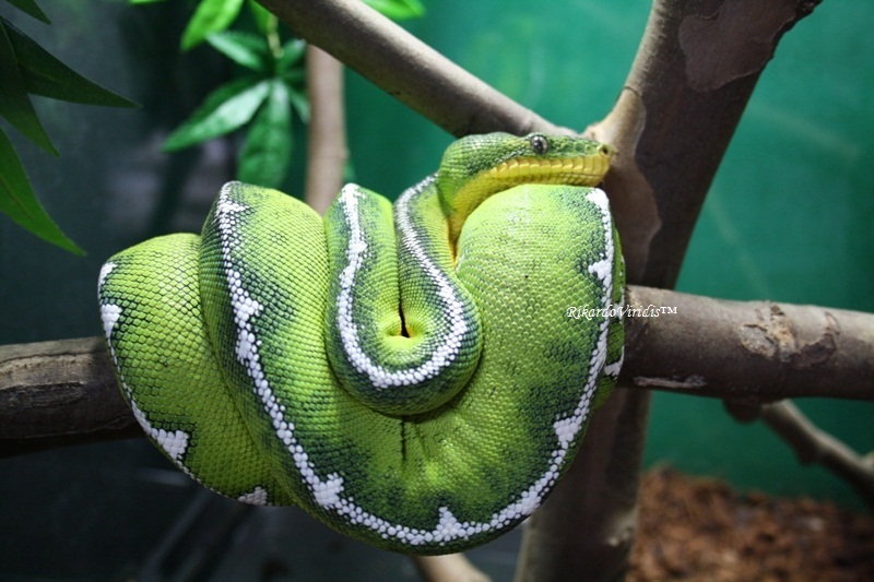 Corallus Caninus Batesii