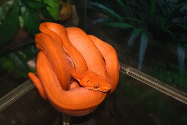 Corallus Hortulanus RED Paternless