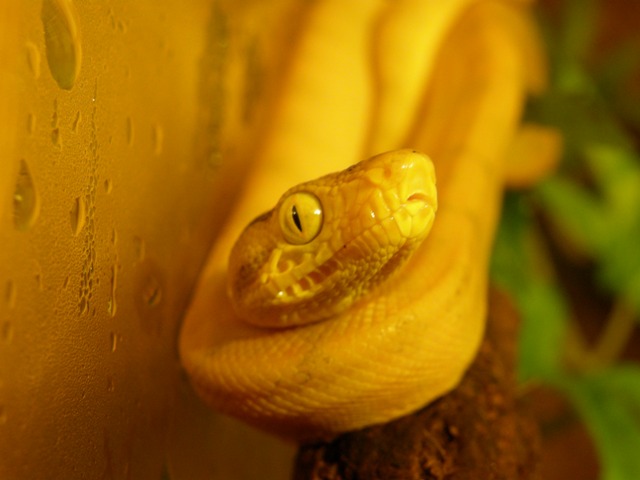 Corallus Hortulanus YELLOW Paternless