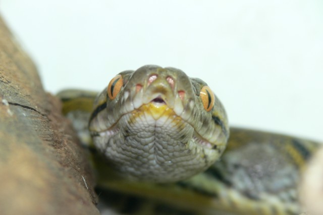 CORDERO 002_renamed_22826.jpg