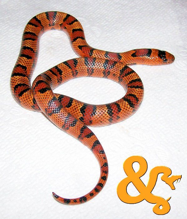 Corn snake X variable king snake Fauna Exótica