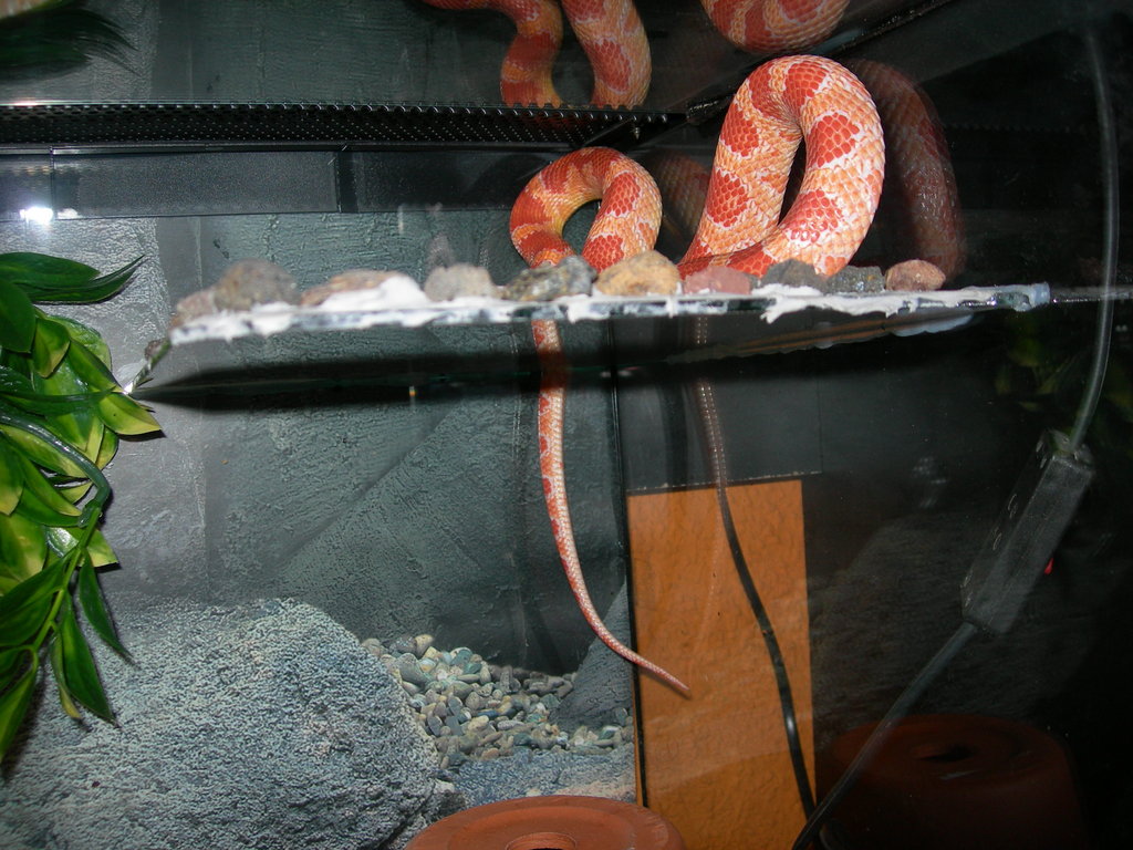 cornsnake albina