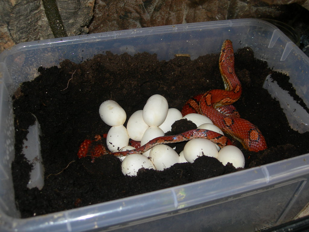 cornsnake con su puesta