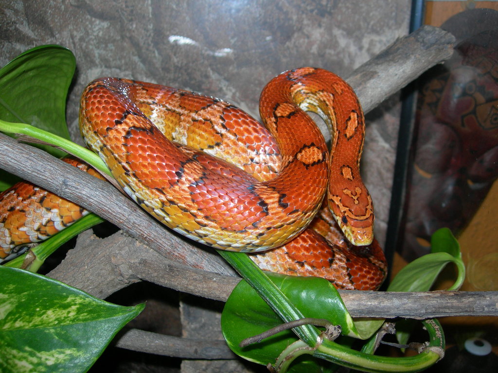 Cornsnake female