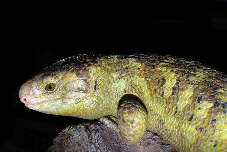 Corucia Zebrata Hembra