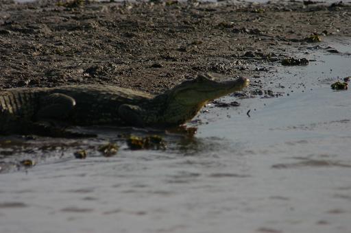 Costa Rica  caiman 1.JPG