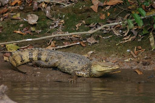 Costa Rica  caiman 2.JPG