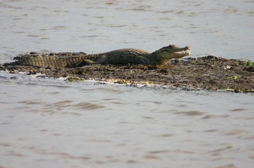 Costa Rica  caiman 3.JPG