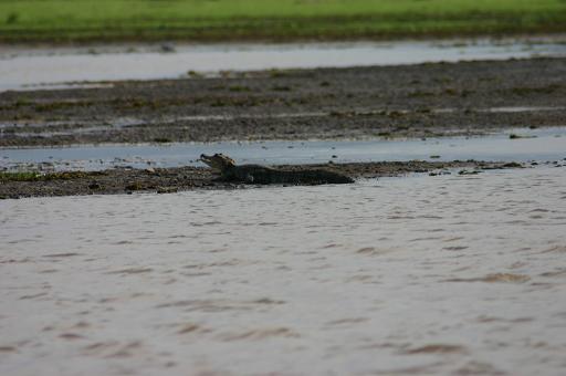 Costa Rica  caiman 4.JPG