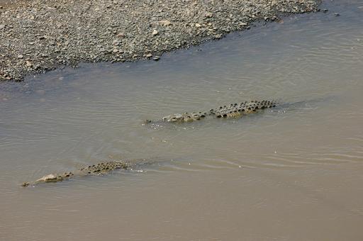 Costa Rica coco 3.JPG