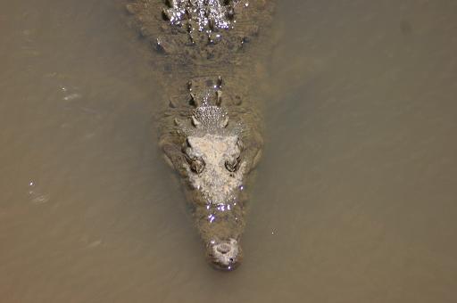 Costa Rica  coco2.JPG