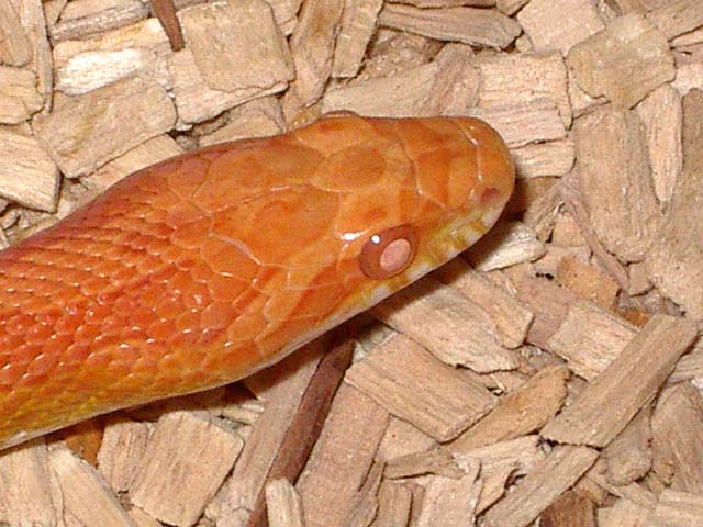 Creamsicle cabeza.JPG