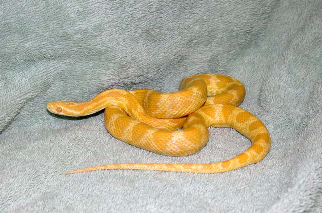 creamsicle yellow.jpg