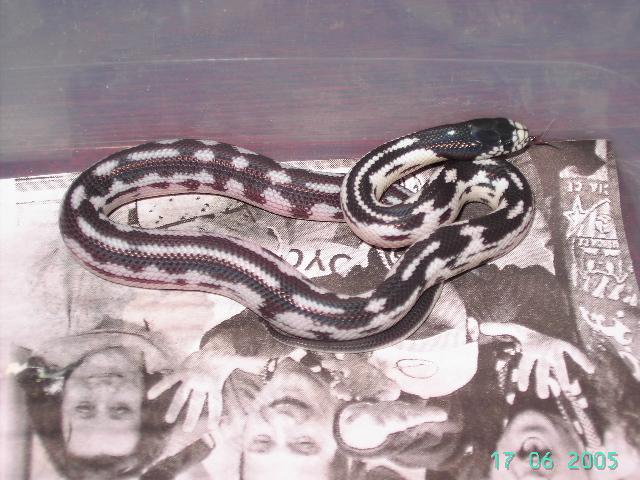 cria aberrante 1.JPG