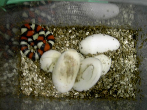 cria camebelli fuera huevo.JPG