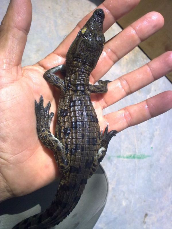 Cria coco nilo 2.jpg