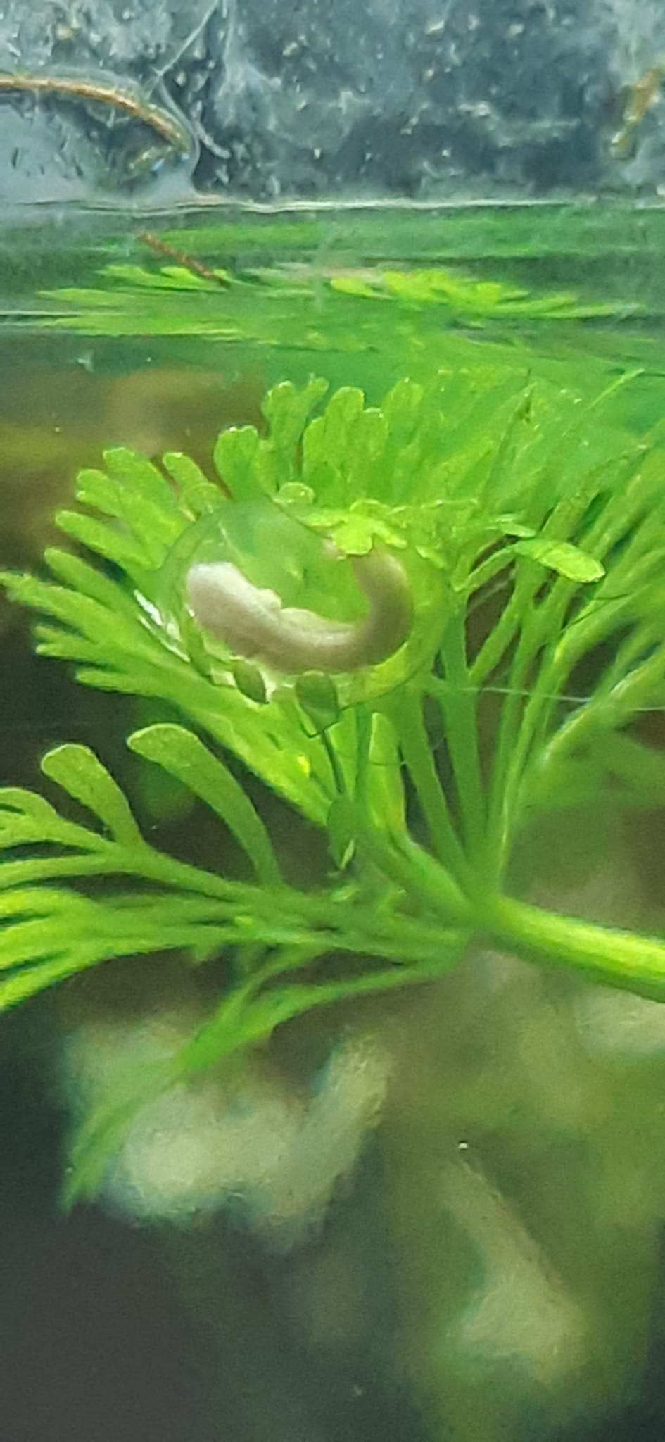 Cría de tritón vientre de fuego chino.