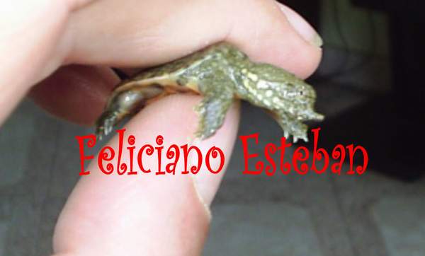 Cria recien nacida.jpg