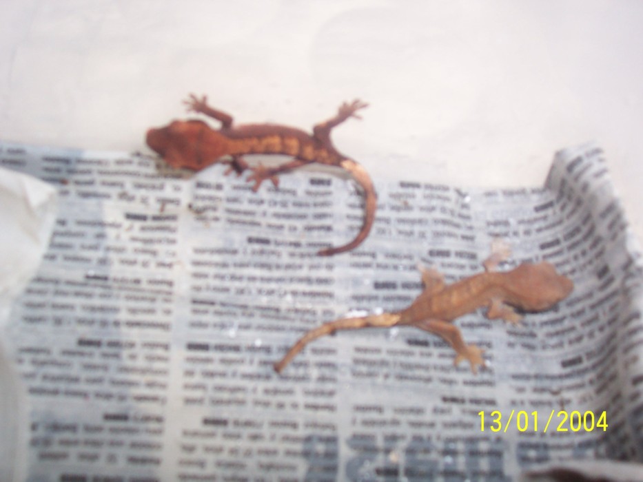 crias ciliatus fire2.jpg