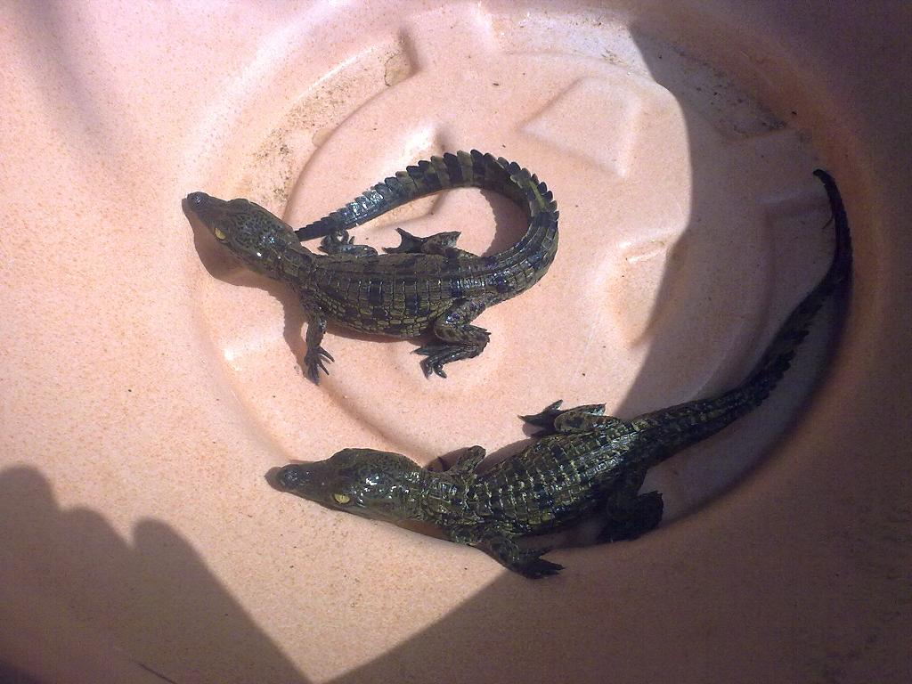 crias niloticus 1.jpg
