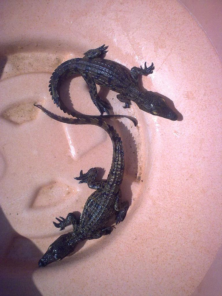 crias niloticus 2.jpg