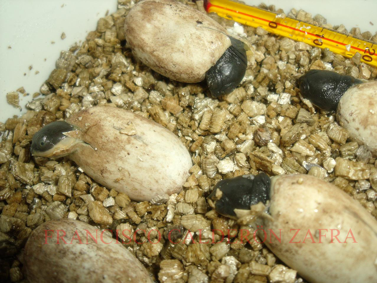 Crias pelomedusa 2010.JPG