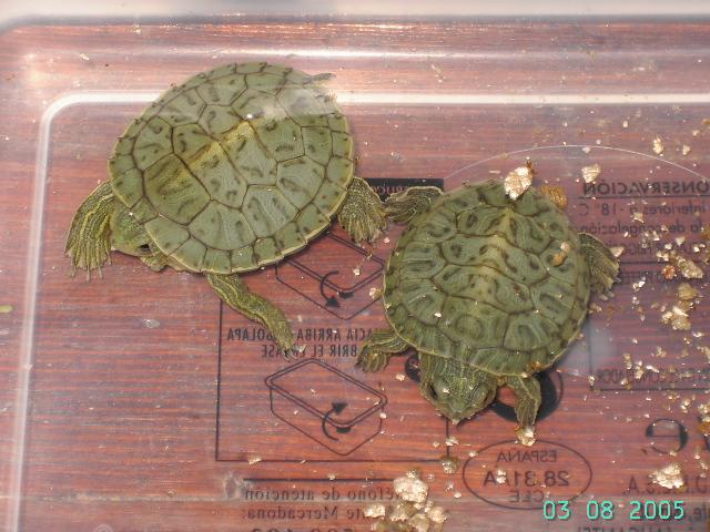 crias trachemys recien nacidas 1.JPG