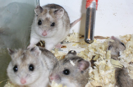 Cricetulus griseus1.jpg Fauna Exótica
