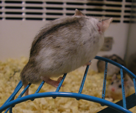 Cricetulus griseus3.jpg