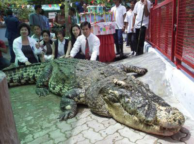 crocodile1.jpg