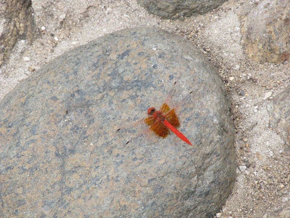 Crocotemis Erythraea macho