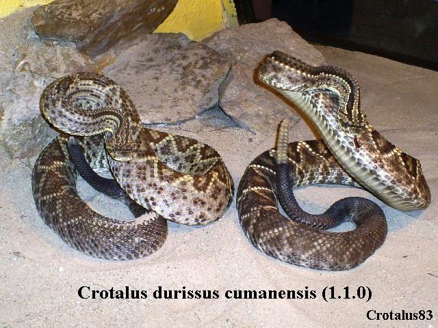 Crotalus d. cumanensis Ed-Gf83.JPG