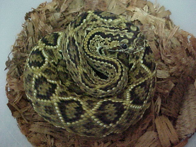 Crotalus d.cumanensis Neonato..JPG