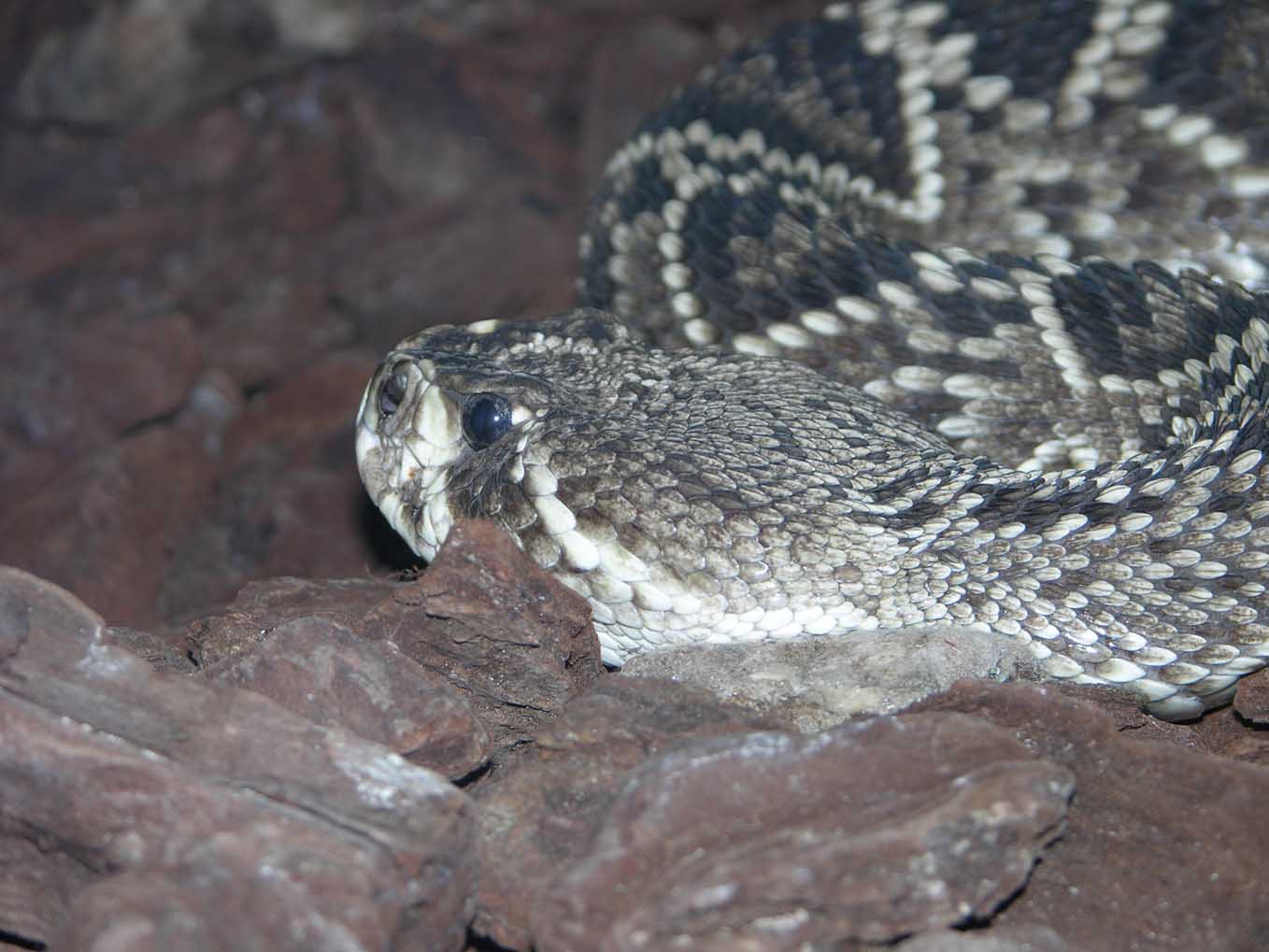 crotalus_Adamanteus.jpg
