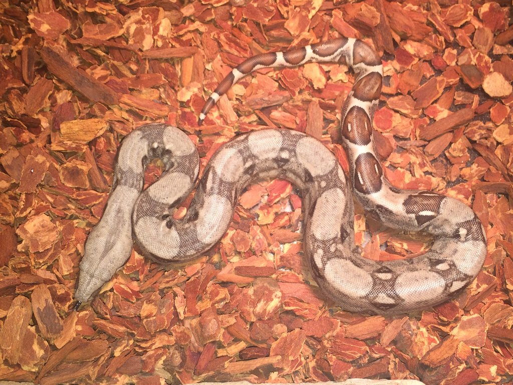 Cuando debo alimentar a bebe??