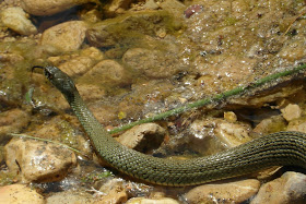 Culebra+de+collar+Teruel