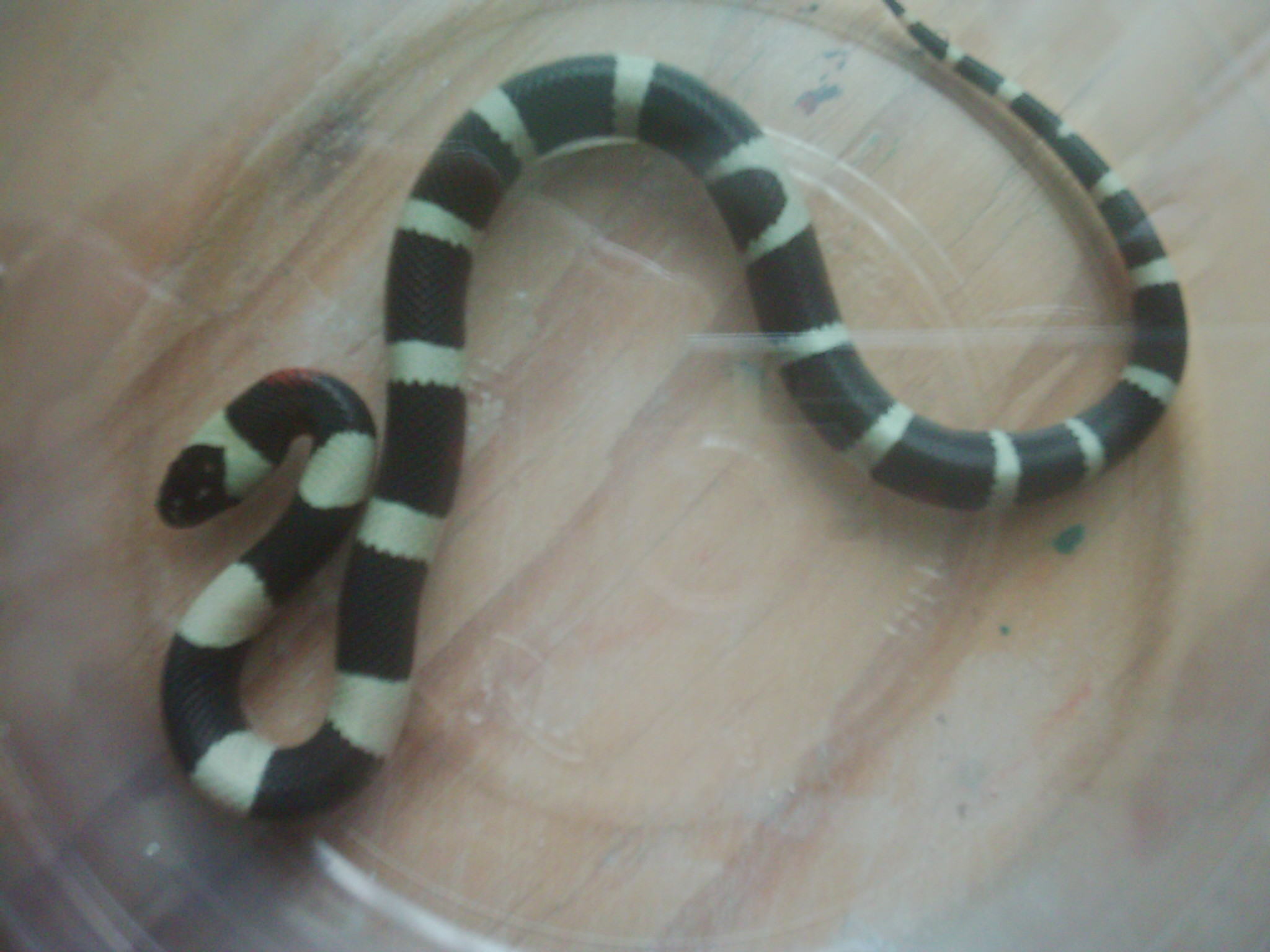 cumpleaños 8 005.jpg